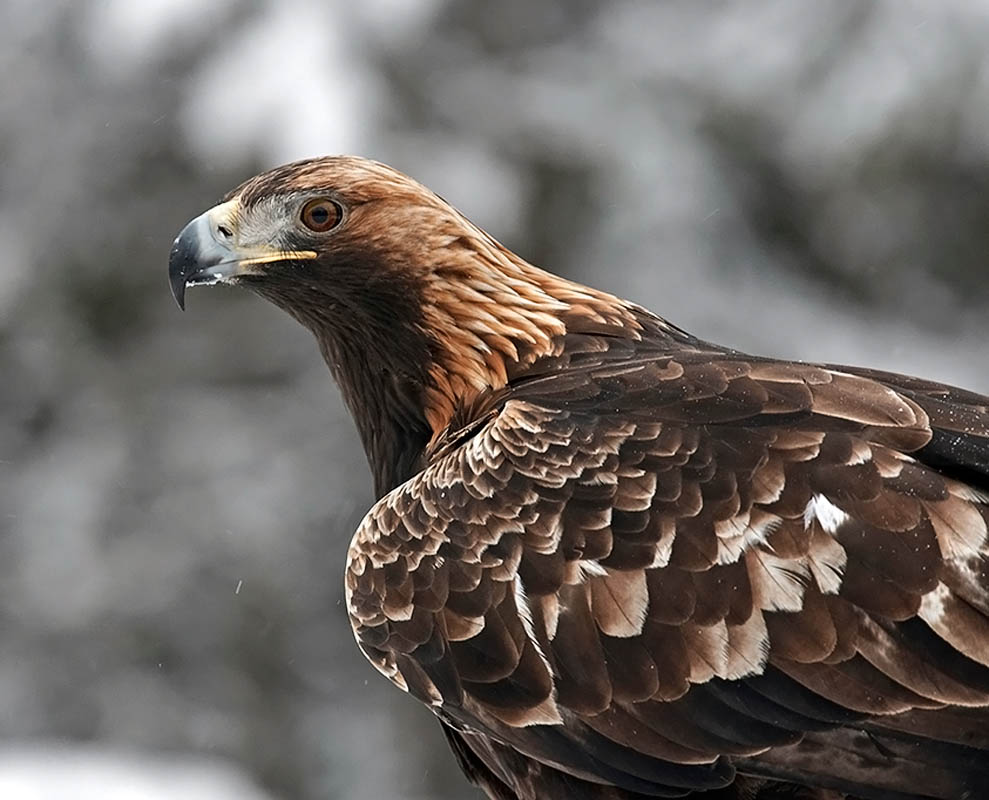 Àguila daurada (Aquila chysaetos)