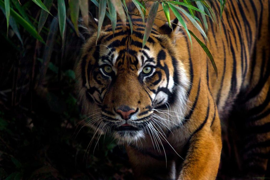 Protegir la Natura. Tigre de Bengala. Panthera tigris. WORLD NATURE