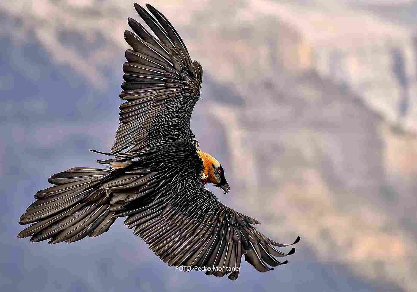trencalòs gypaetus barbatus wn