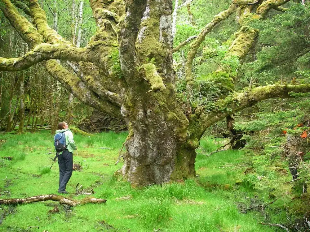 arbre monumental world nature