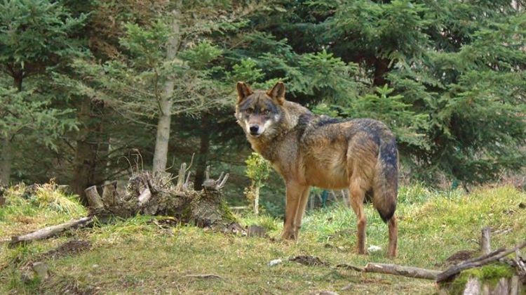 llop canis lupus a catalunya 2 generalitat de catalunya