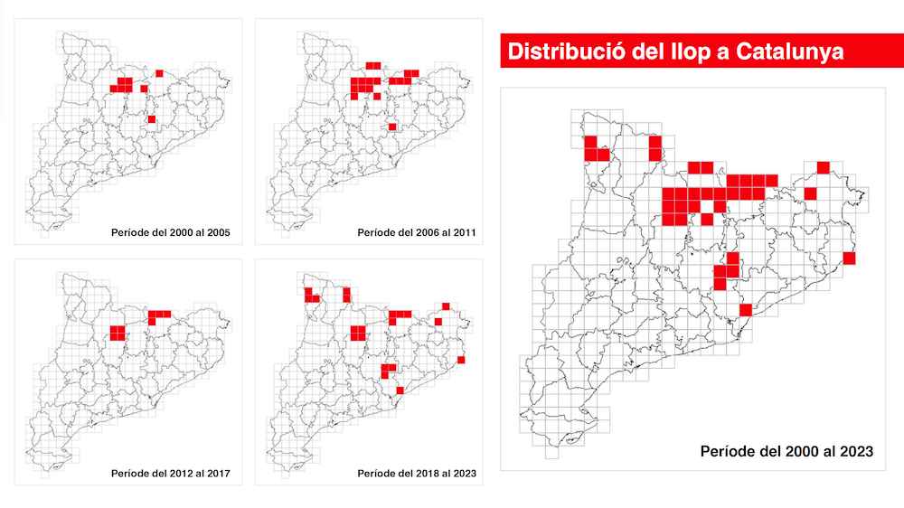 llop canis lupus distribucio a catalunya