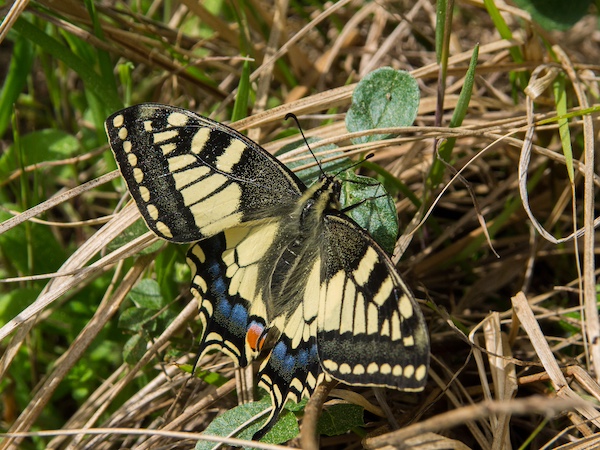 papilio machaon (papilionidae) (3)
