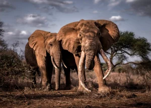 criag africa elephant amoseli