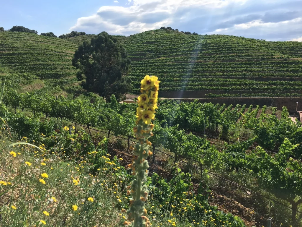 vinyes pinord mas blanc priorat world nature